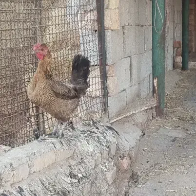 مرغ وخروس|حیوانات مزرعه|مرودشت, شهرک مهدیه|دیوار