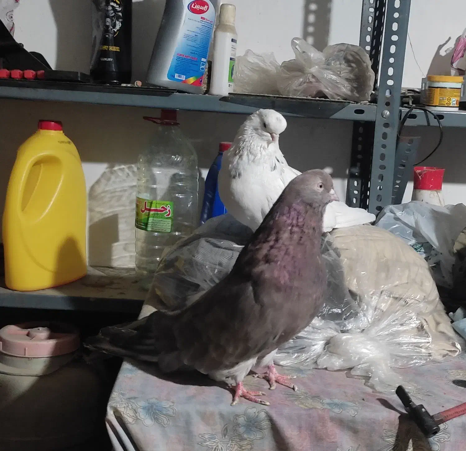 کبوتر|پرنده|اردبیل, |دیوار