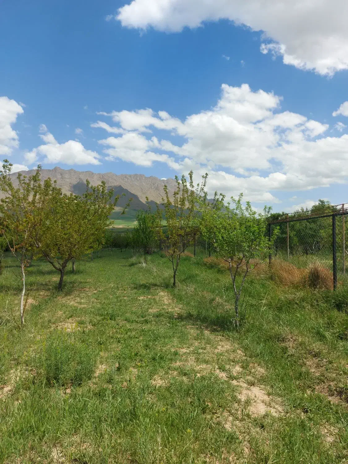 باغ فروشی آستانه|فروش زمین و ملک کلنگی|شازند, |دیوار