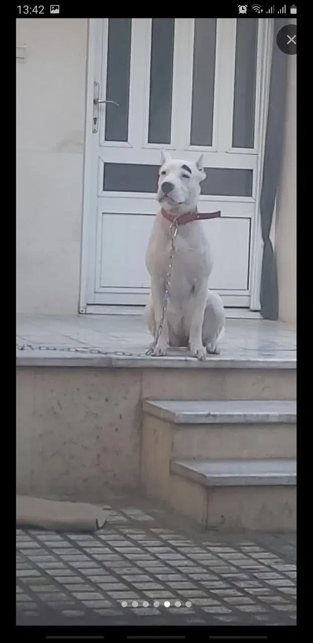 سگ دوگو آرژانتین|سگ|فیروزکوه, |دیوار