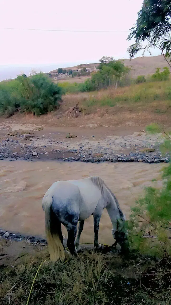 فروش اسب|اسب و تجهیزات اسب‌سواری|خدا آفرین, |دیوار