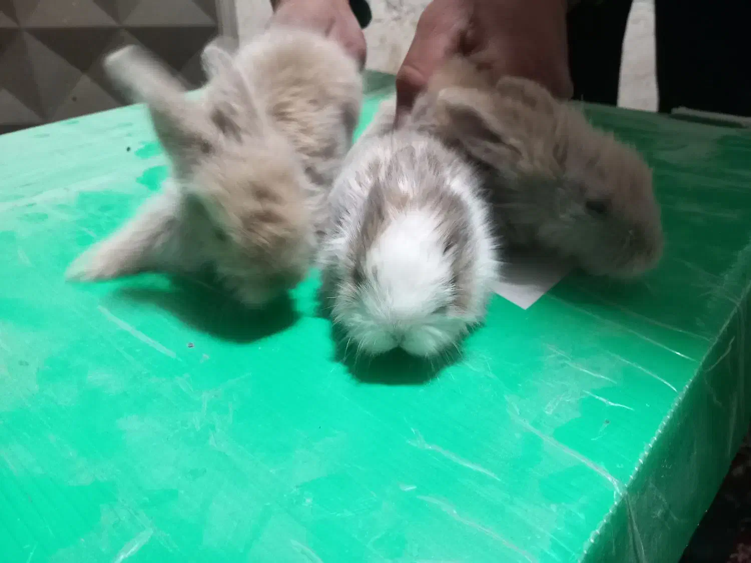 فروش بچه خرگوش|موش و خرگوش|مشهد, ادیب نیشابوری (شهرک غرب)|دیوار