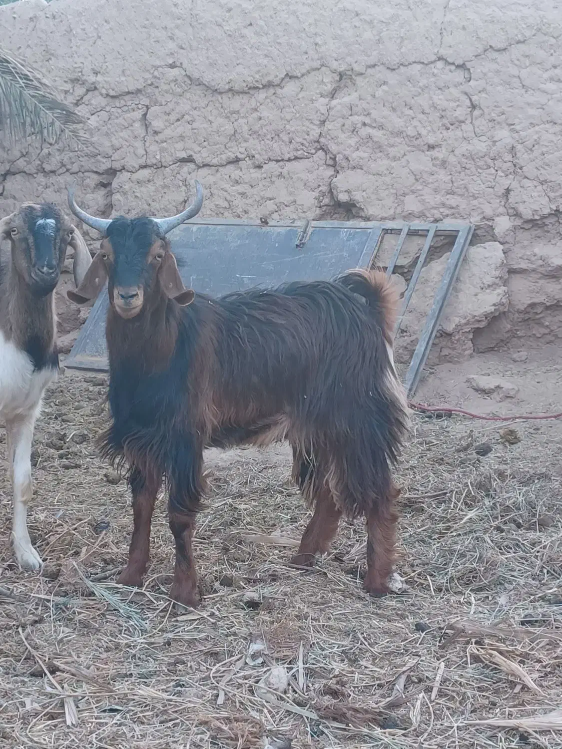 چپش نری رشتی چاق|حیوانات مزرعه|بم, |دیوار