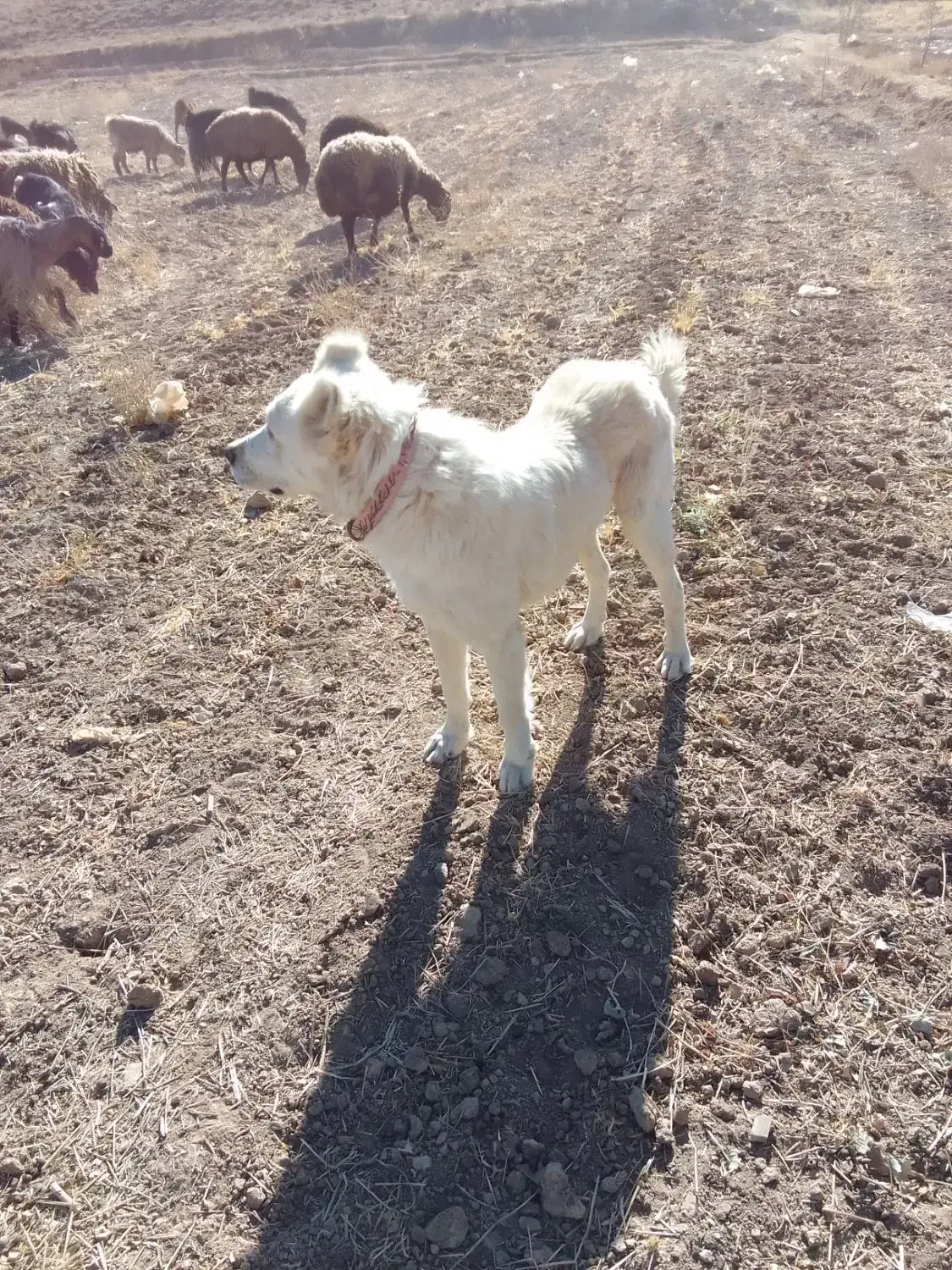 سگ سرابی|سگ|گل تپه, |دیوار