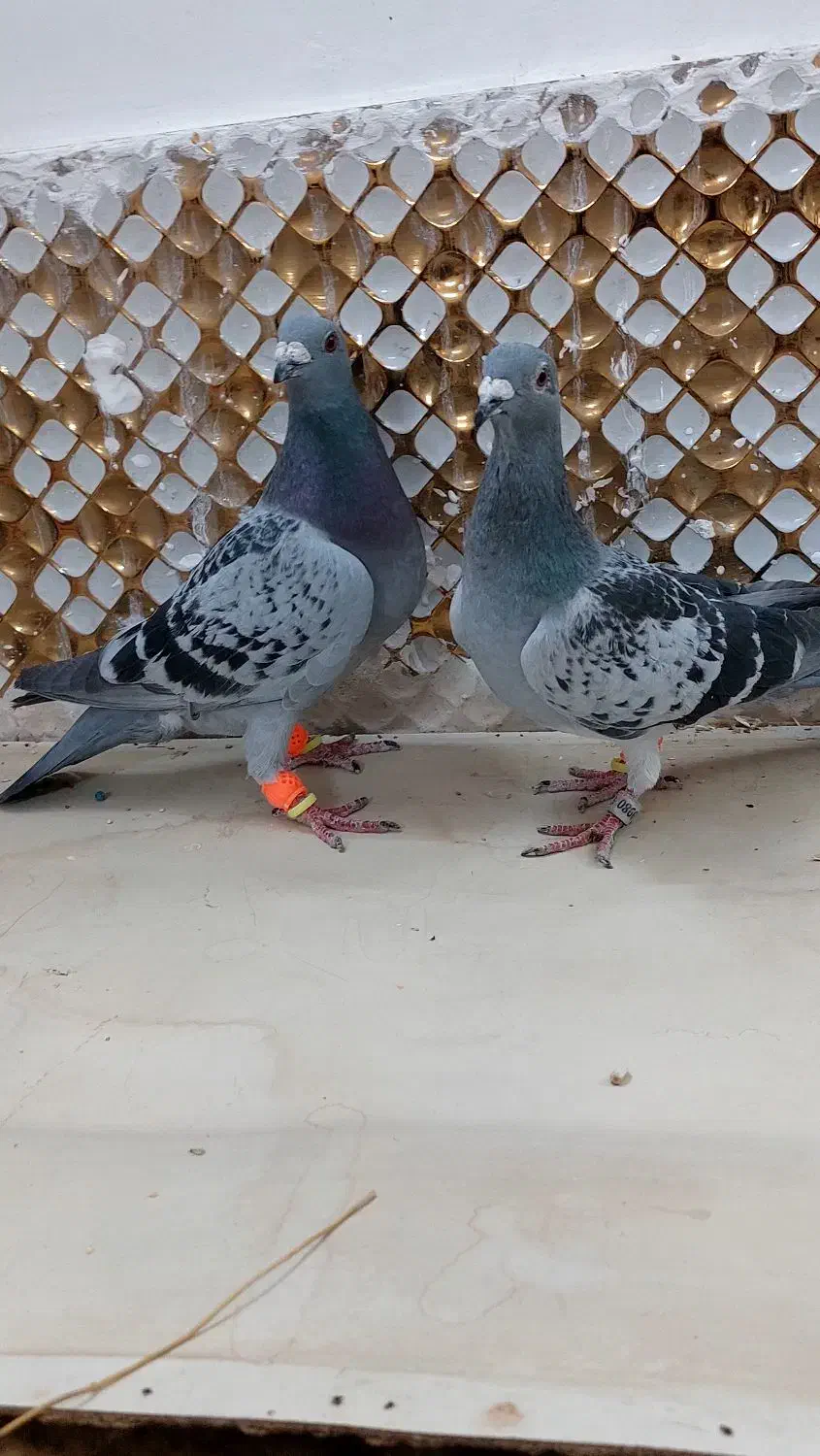 کفتر|پرنده|مشهد, انصار|دیوار