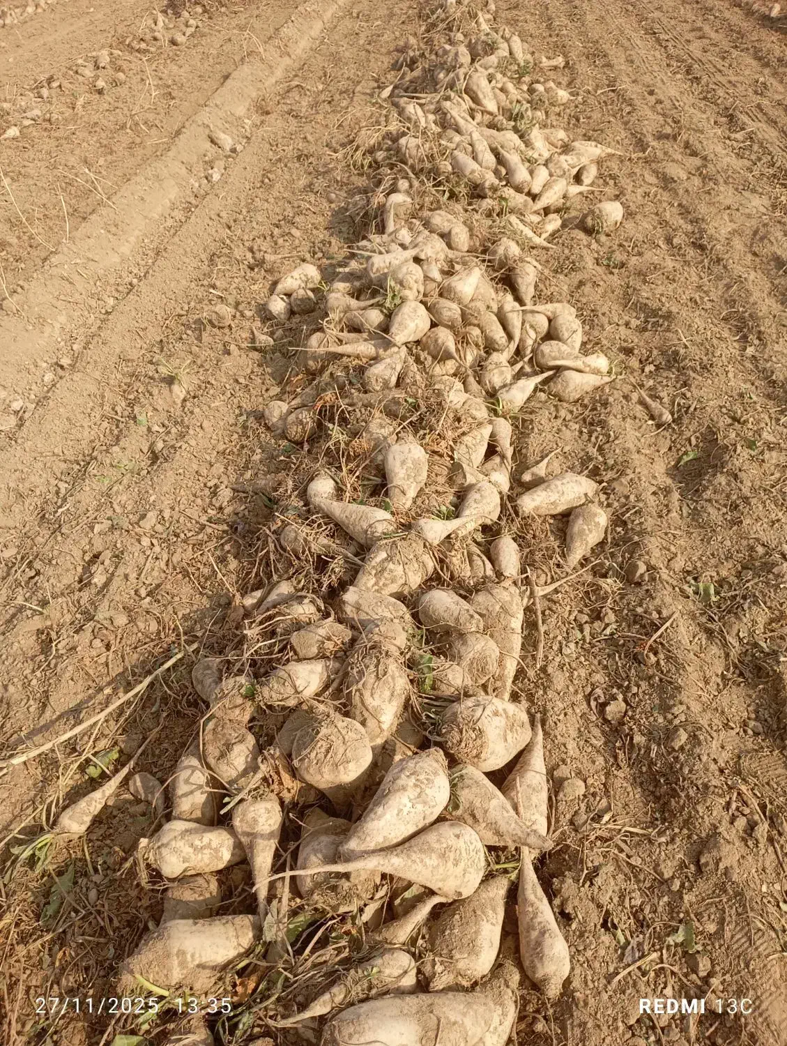 چغندر دامی|لوازم جانبی حیوانات|میاندوآب, |دیوار