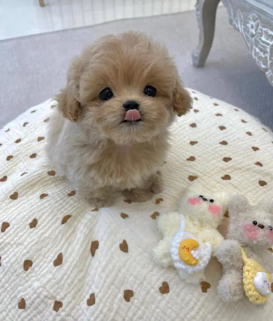 پودل سایز صفر|سگ|تهران, پونک|دیوار