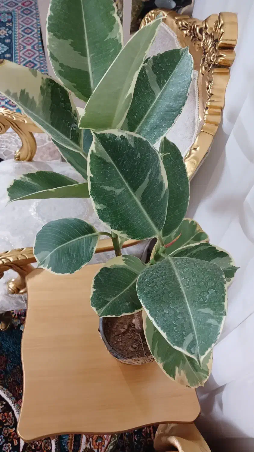 گل فیکوس شرابی|گل و گیاه طبیعی|تربتحیدریه, بهشت عسکری|دیوار