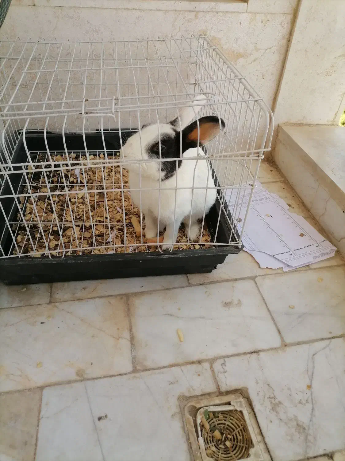 خرگوش به همراه قفس|موش و خرگوش|قزوین, |دیوار