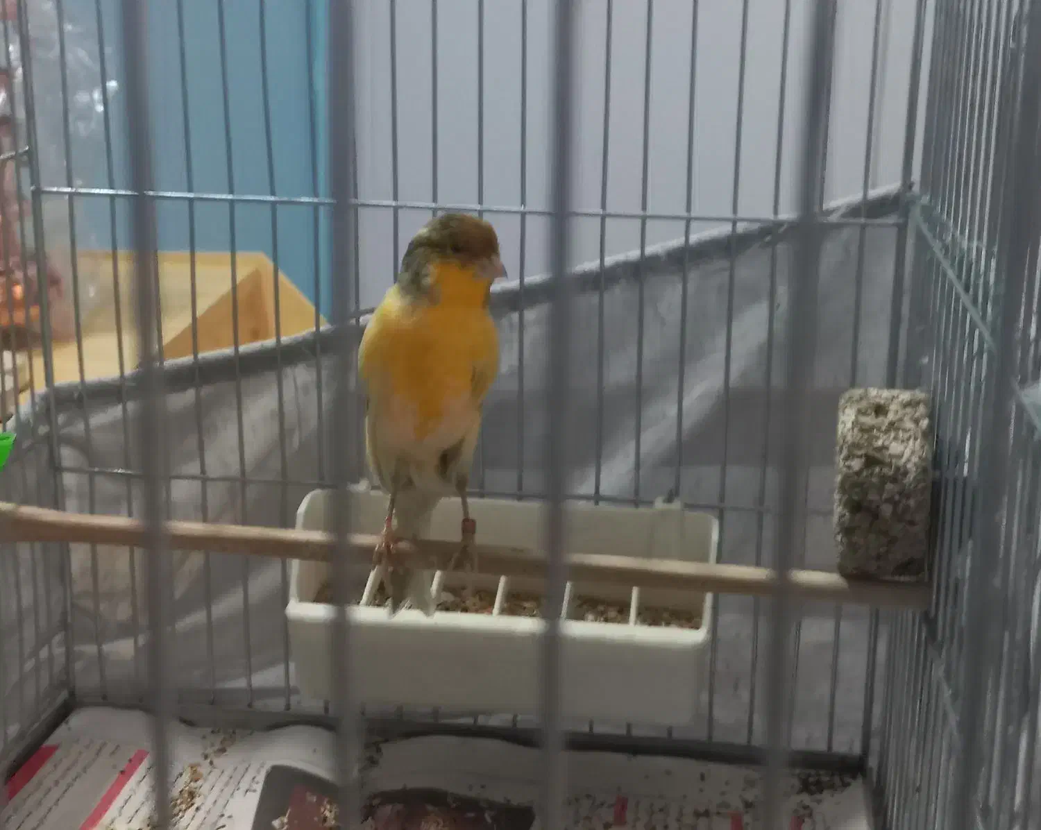 یک جفت قناری رسمی خوب|پرنده|ری, ظهیرآباد|دیوار