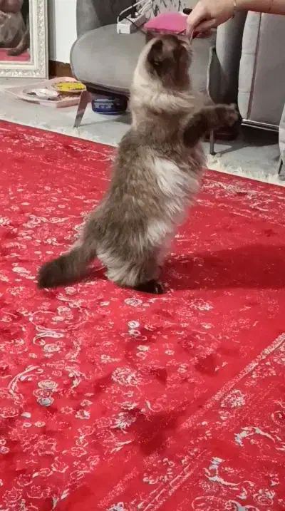 گربه بازیگوش نژاد همالیین|گربه|امیدیه, |دیوار