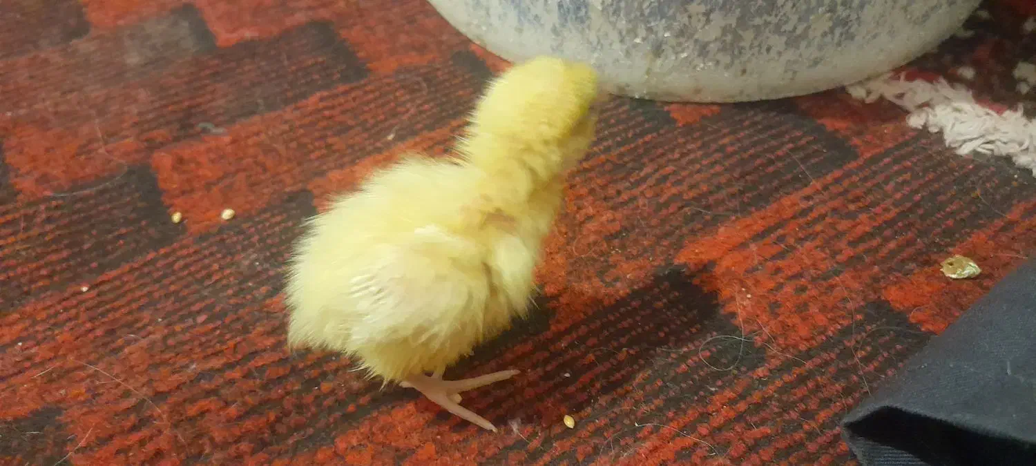 بلدرچین|حیوانات مزرعه|تربتحیدریه, شهرک ولیعصر|دیوار