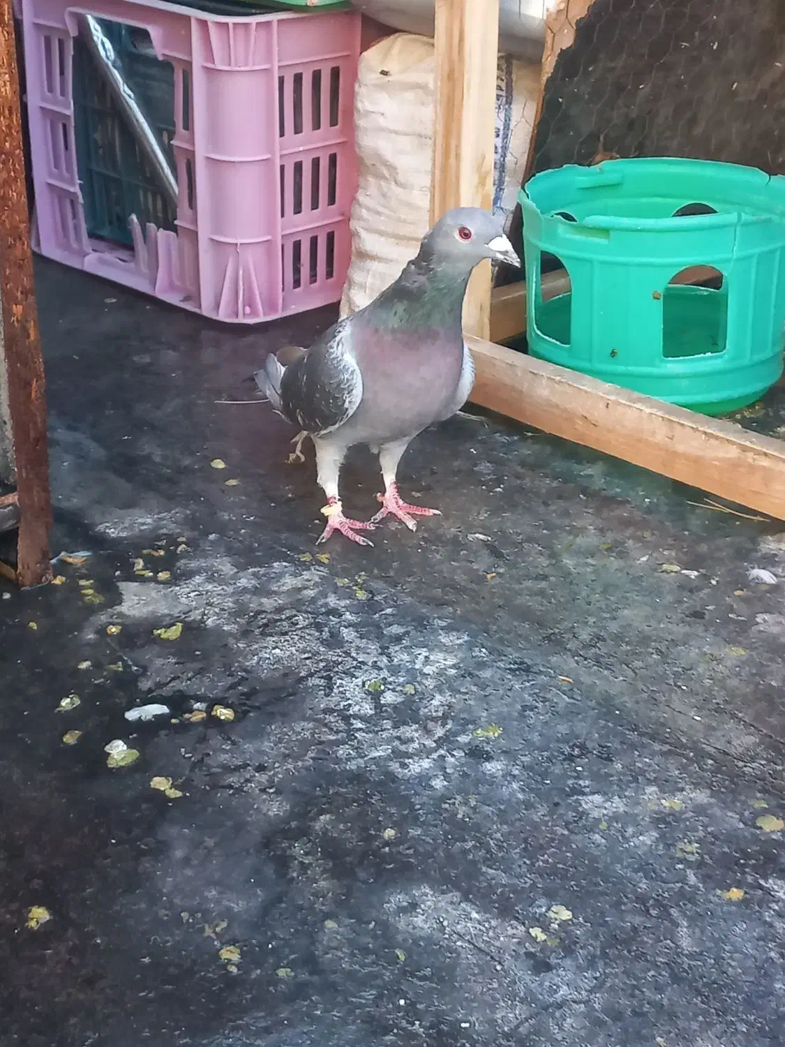 جان اردن|پرنده|تربتحیدریه, آغوی|دیوار