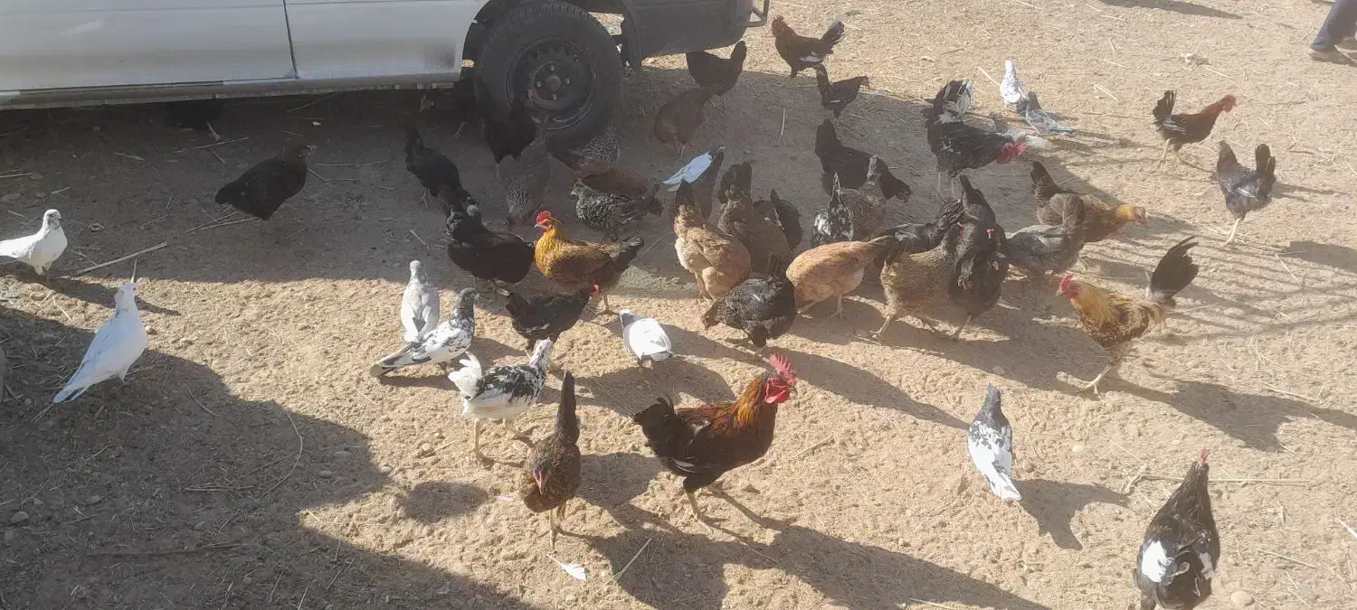 مرغ درجراحی|حیوانات مزرعه|چمران, |دیوار