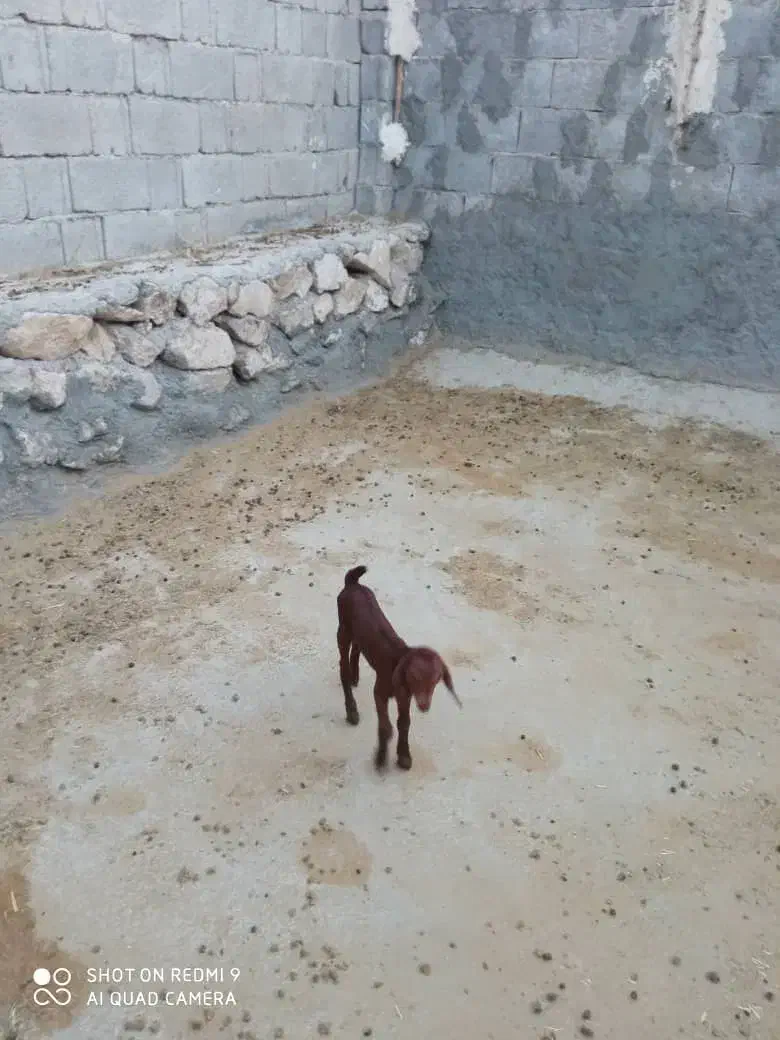 بز کهره دار|حیوانات مزرعه|اهرم, |دیوار