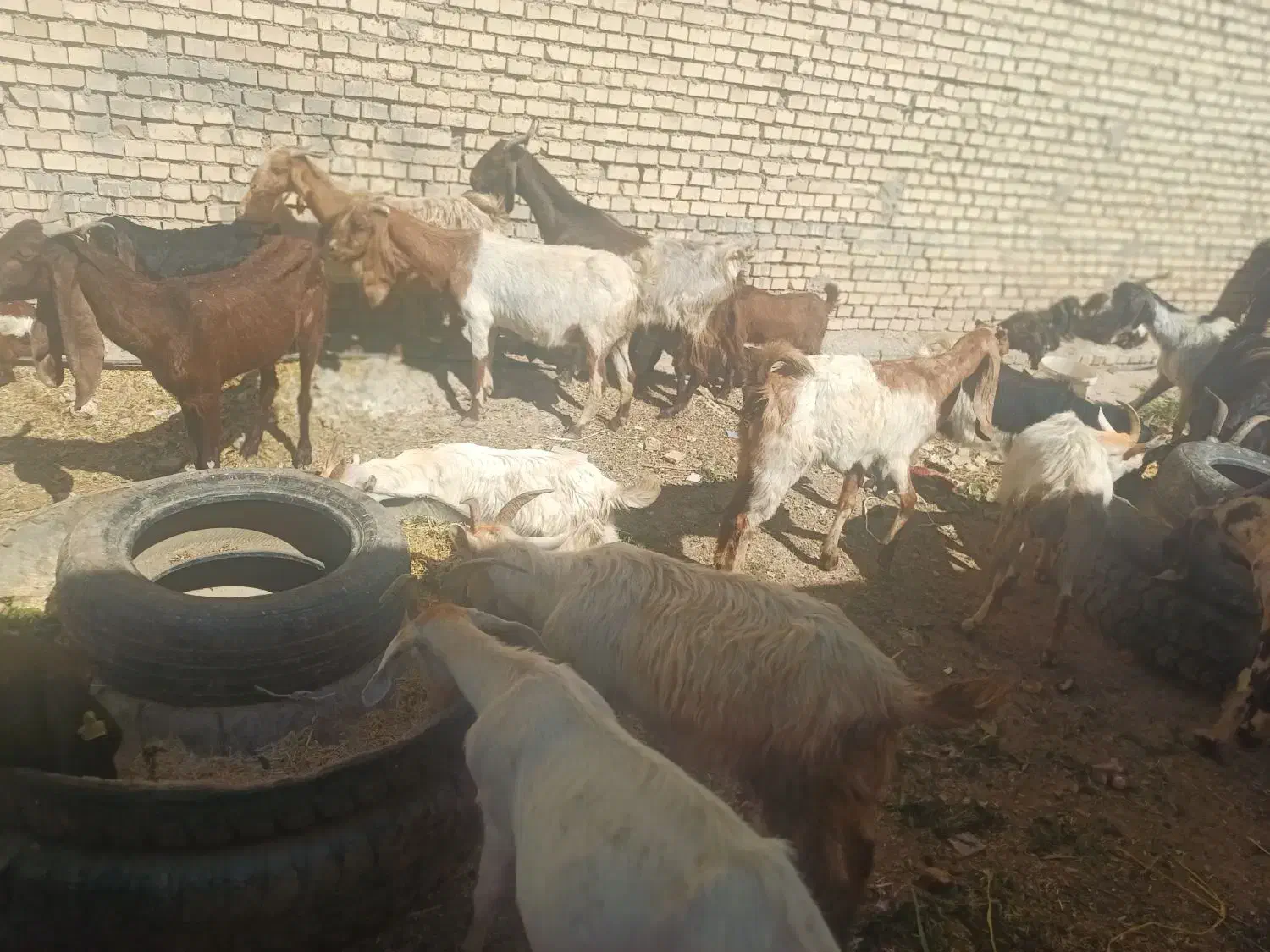 ۱۰بزبابچه|حیوانات مزرعه|اهواز, زردشت|دیوار