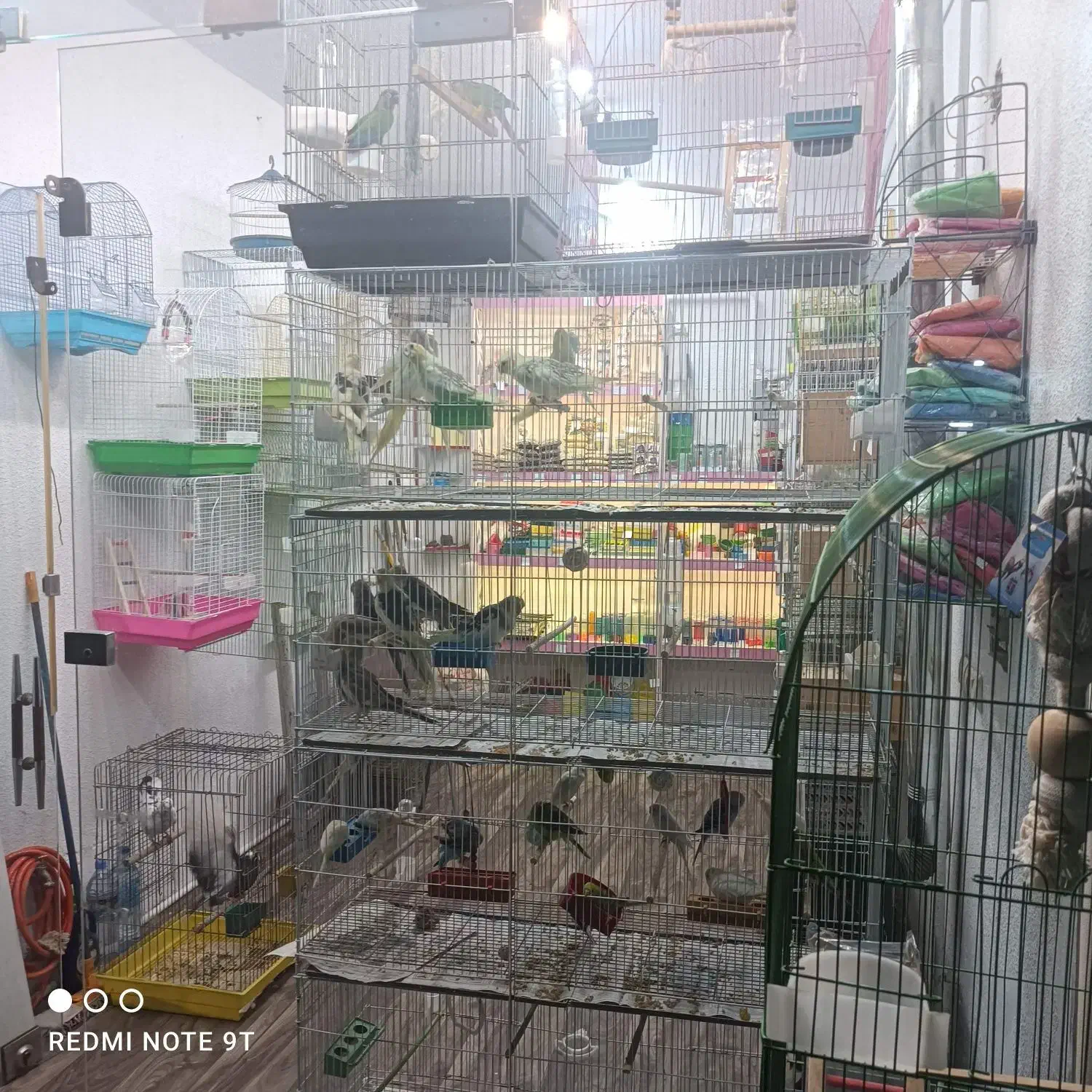 خانه پرندگان لاهیجان میدان جمهوری خیابان توحید|پرنده|لاهیجان, طالقانی|دیوار