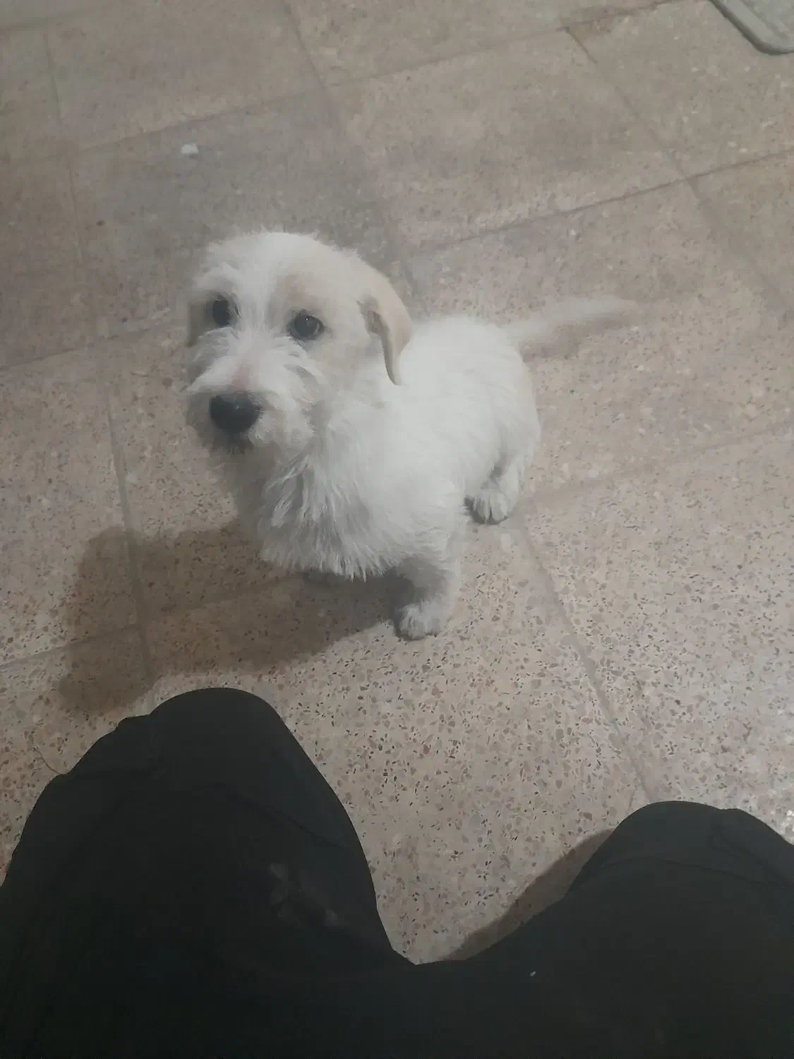 سگ ۵۰۰ تومن|سگ|محمدیه-قزوین, |دیوار