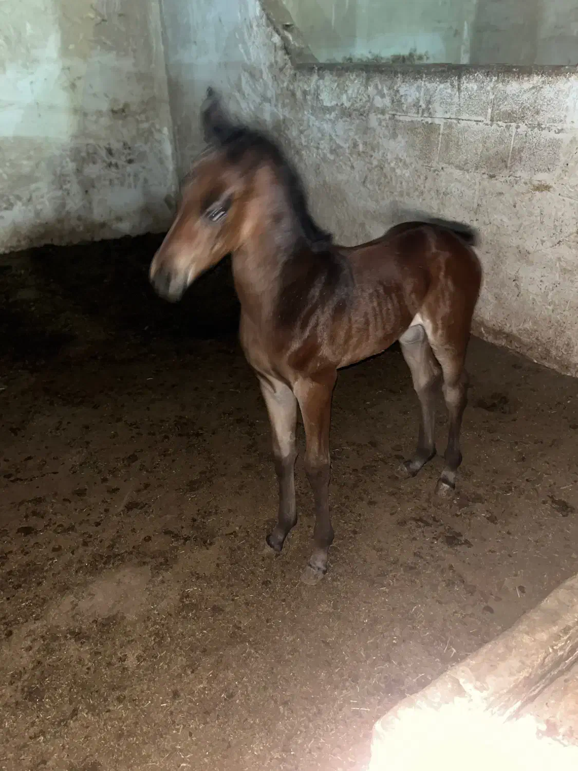 اسب|اسب و تجهیزات اسب‌سواری|اهواز, زردشت|دیوار