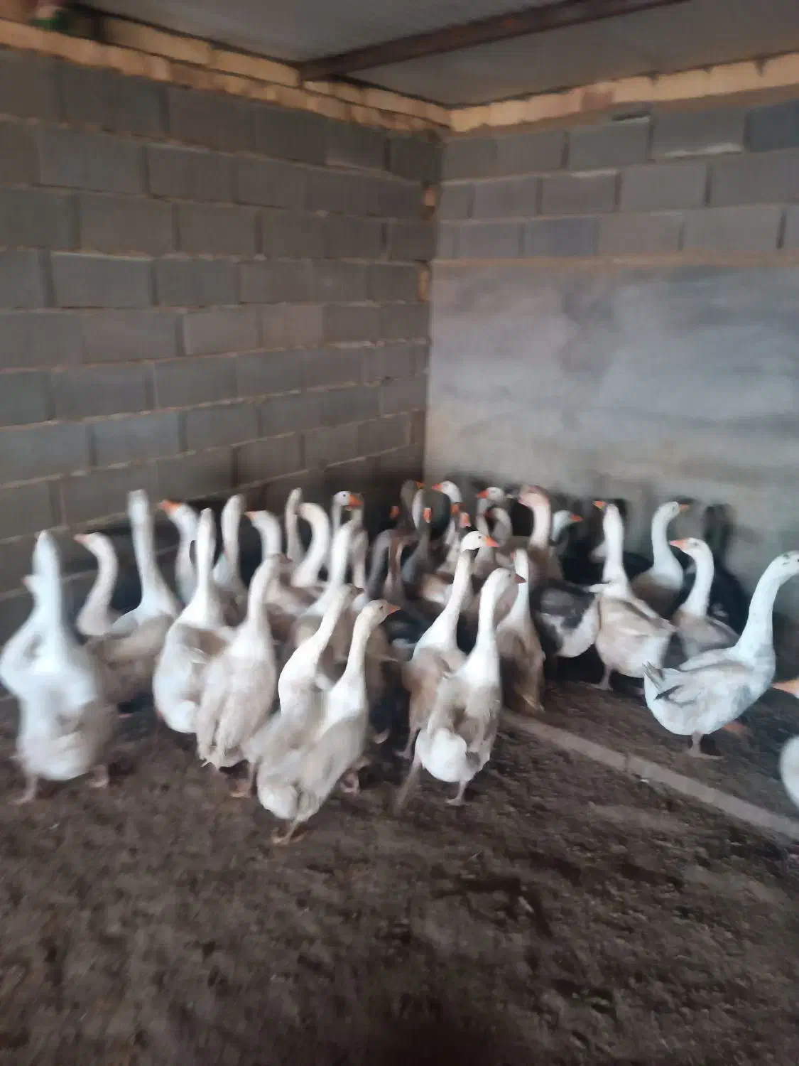 غاز لیندا و خاکستری و غاز محلی همه سالم و چاق|حیوانات مزرعه|سیمین شهر, |دیوار