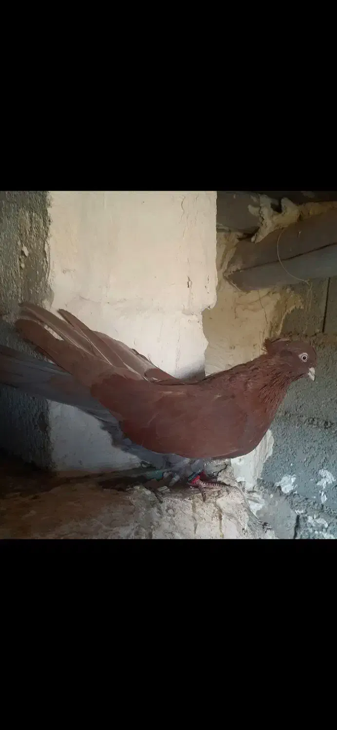 گرگی زرد|پرنده|انزل, |دیوار