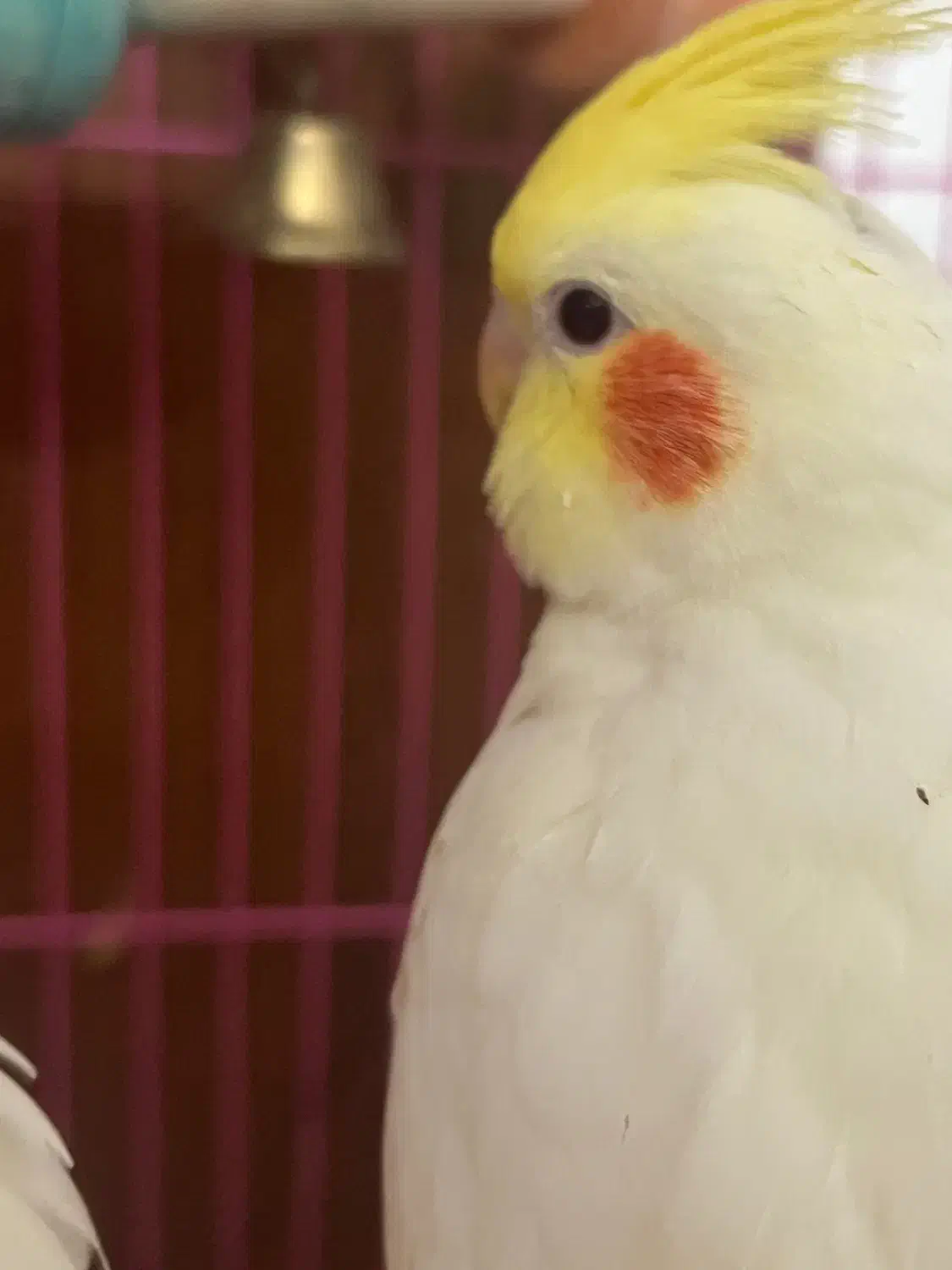 عروس هلندی دستی دونخور|پرنده|فسا, |دیوار