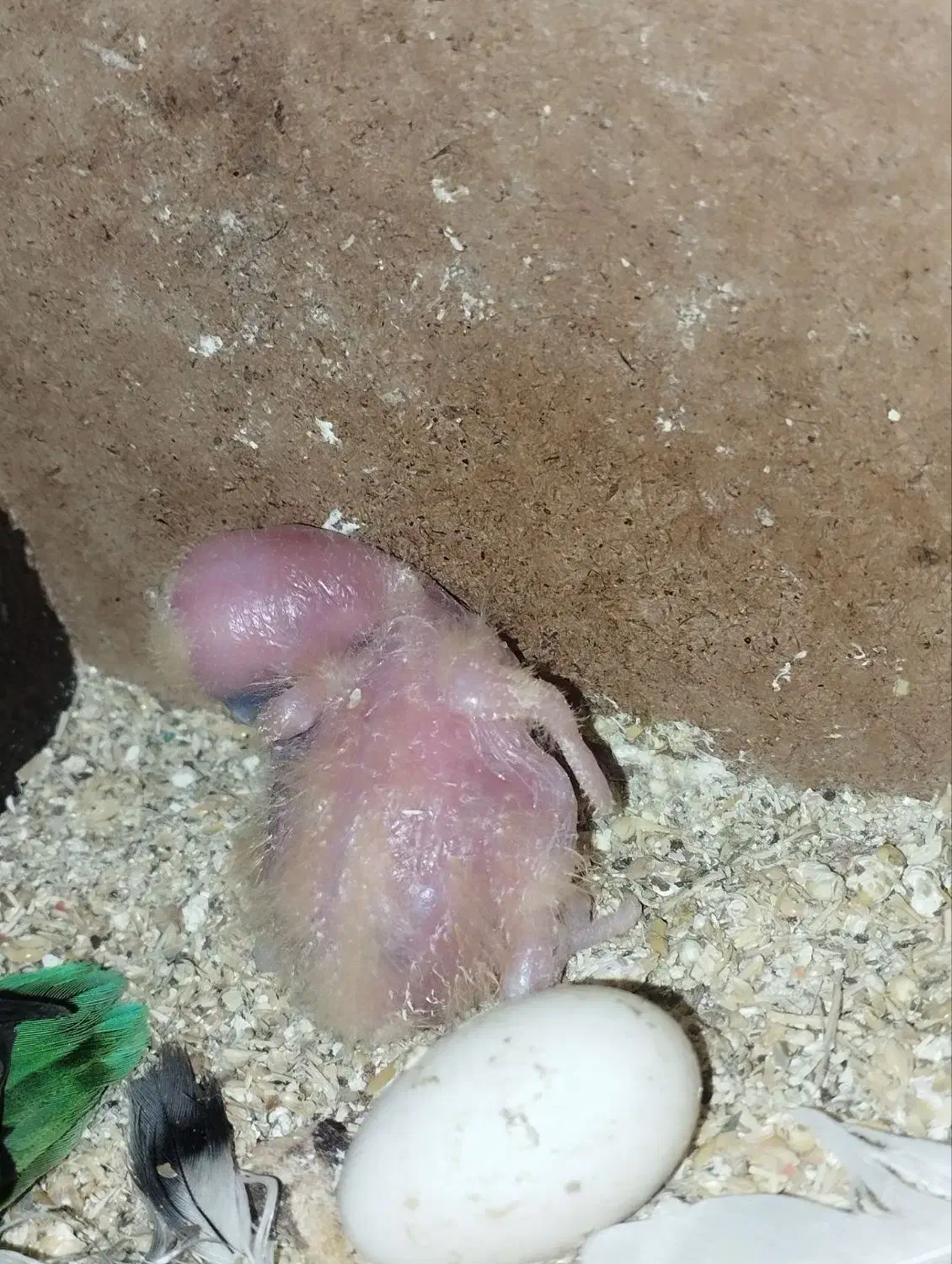 چهار جفت کوتوله با تخم وجوجه|پرنده|تربت جام, معدآباد|دیوار