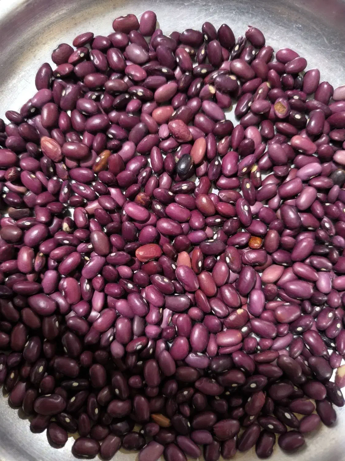 لوبیاقرمز درجه یک|عمده‌فروشی|پادنا, |دیوار