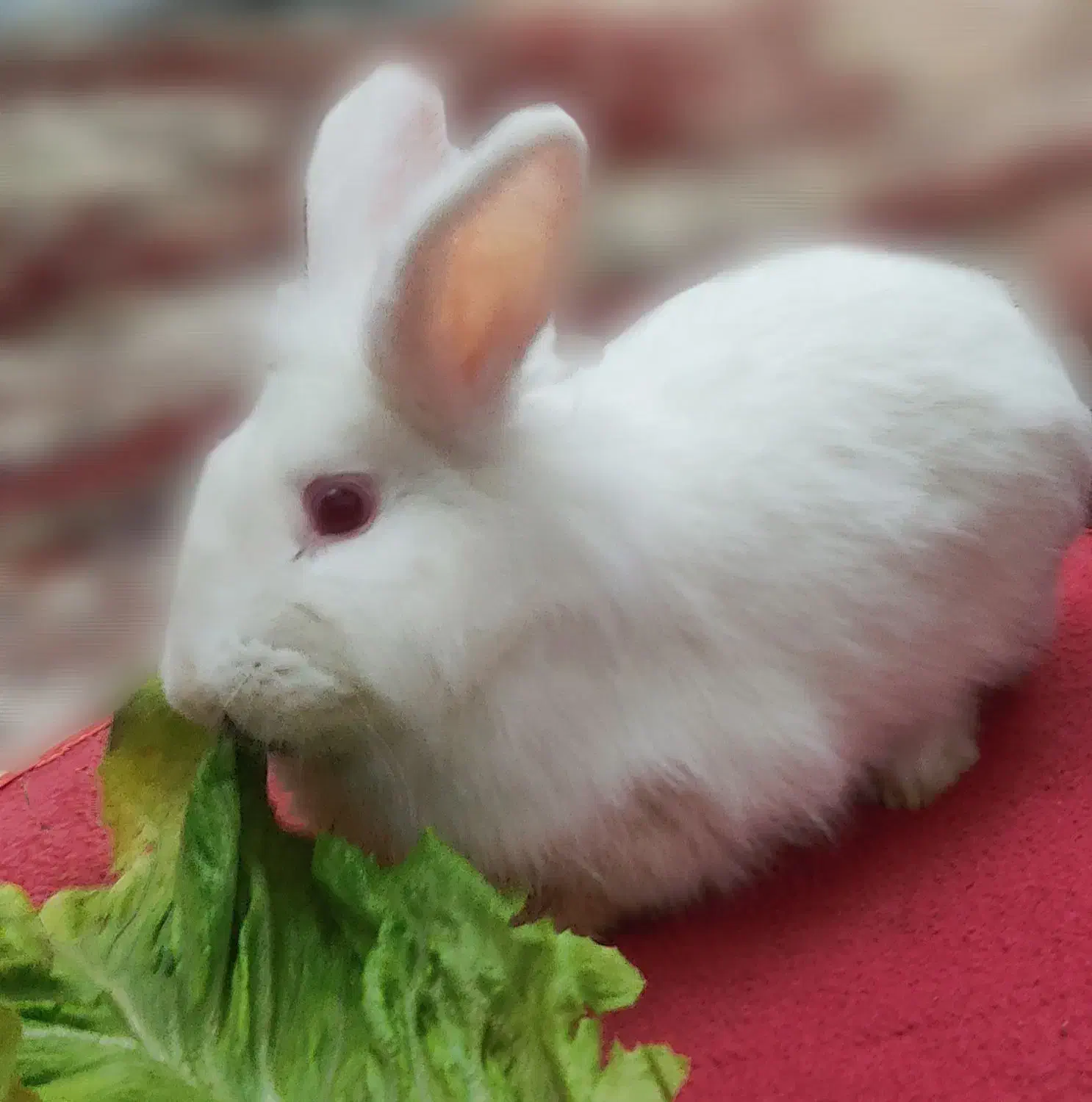 خرگوش لپ|موش و خرگوش|تبریز, |دیوار