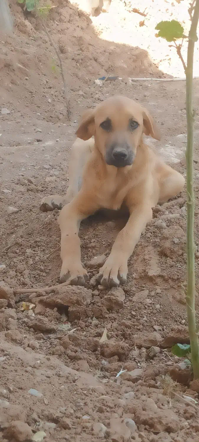 سگ ماده پژدر|سگ|قزوین, |دیوار