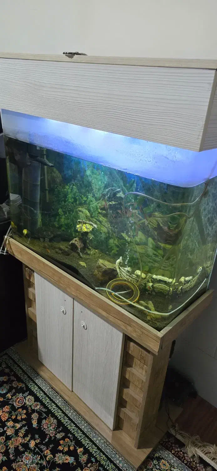 آکواریوم|ماهی|قدس, شهر‌قدس|دیوار