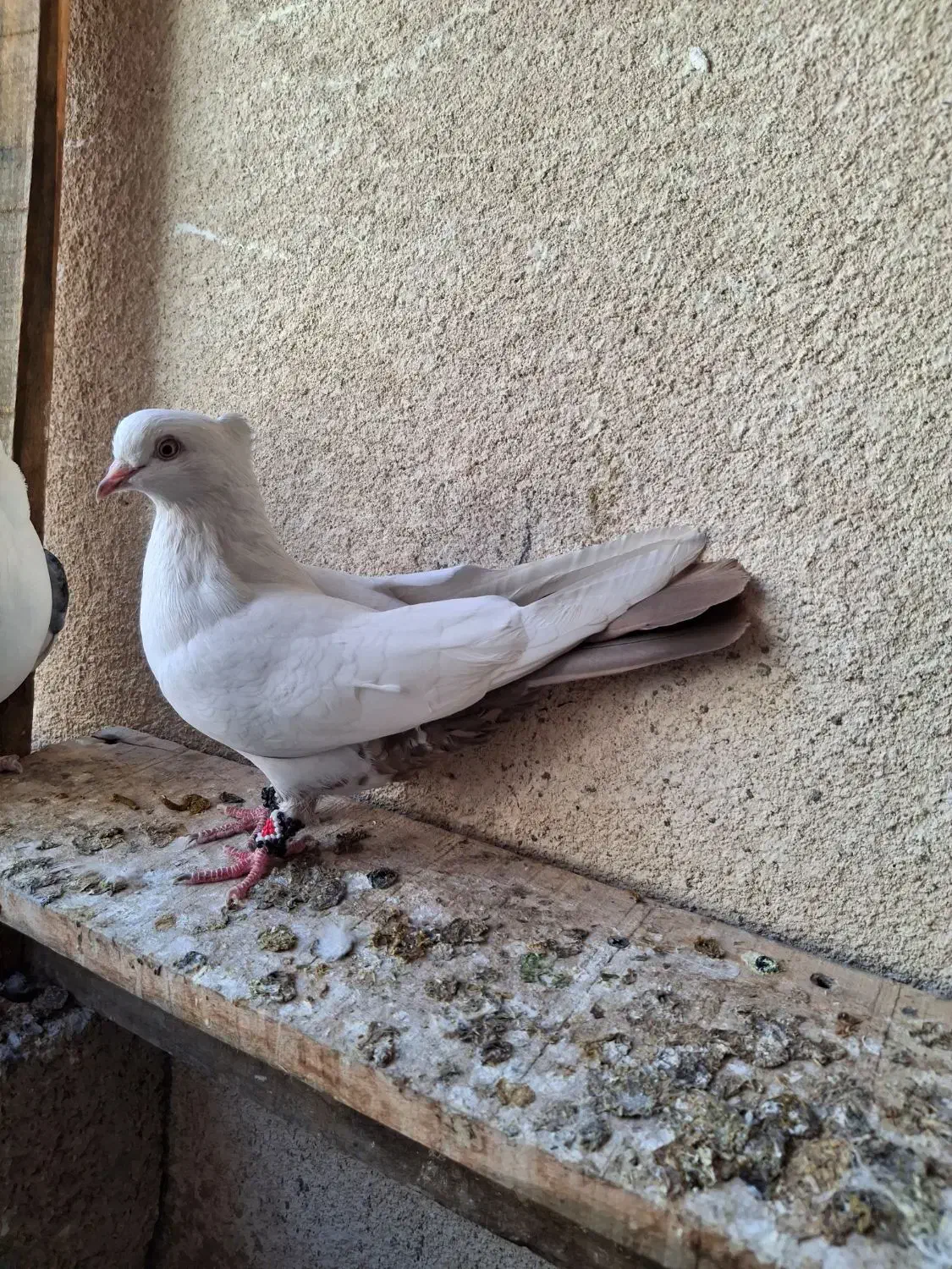 فروش کبوتر|پرنده|لامرد, |دیوار