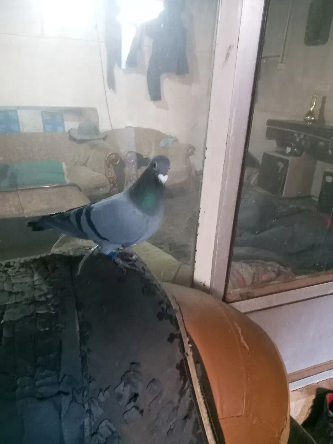 کبوتر|حیوانات|اردبیل, |دیوار