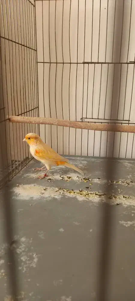 قناری نر پرتغالی|پرنده|اصفهان, قائمیه|دیوار