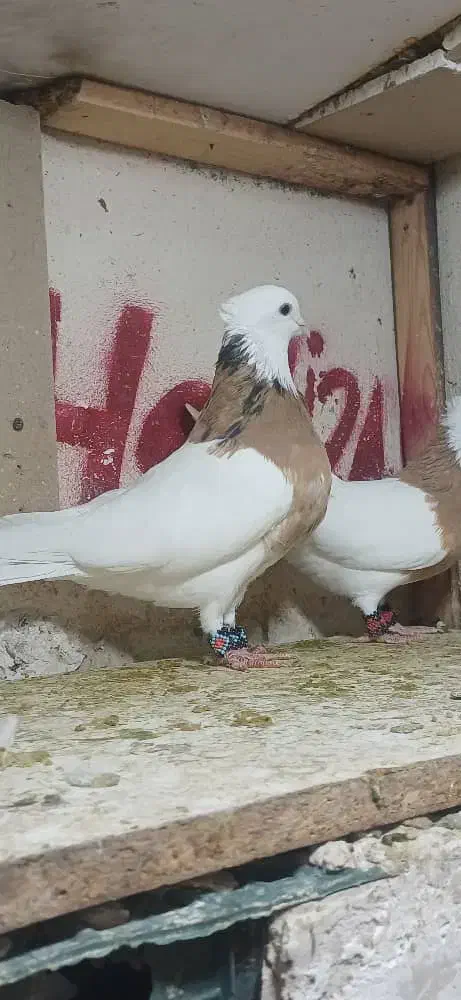 کفتر دم سفید|پرنده|شیراز, آبیاری|دیوار