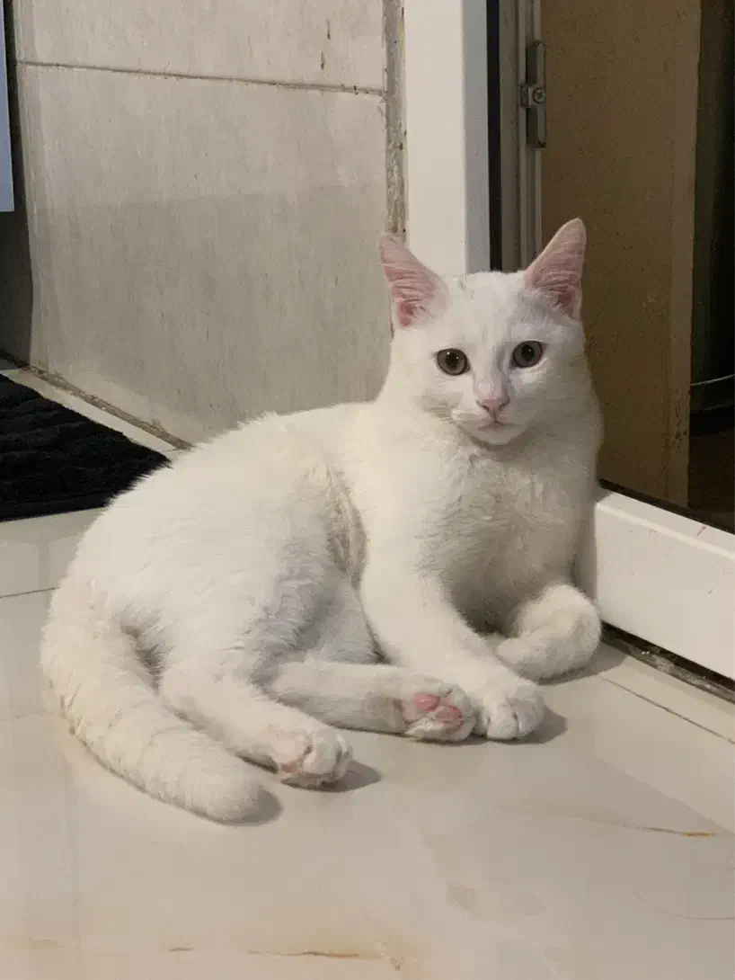 گربه ۷ ماهه ارام و متین|گربه|تهران, نازیآباد|دیوار