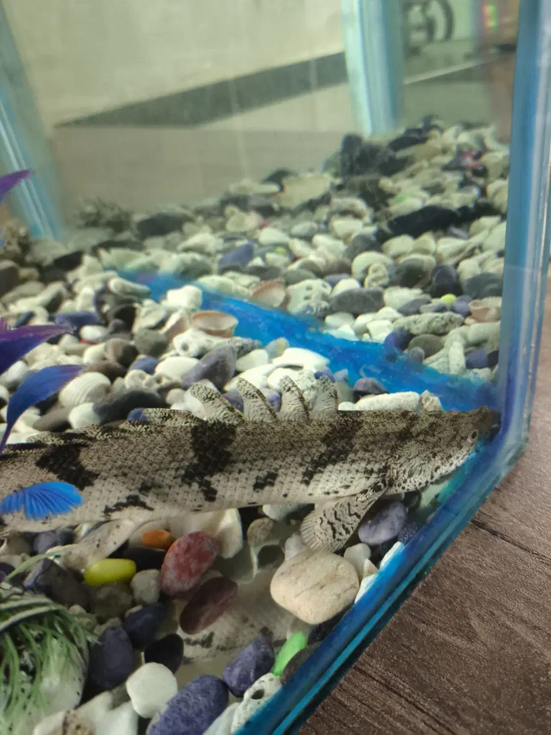 آکواریوم|ماهی|ابهر, |دیوار