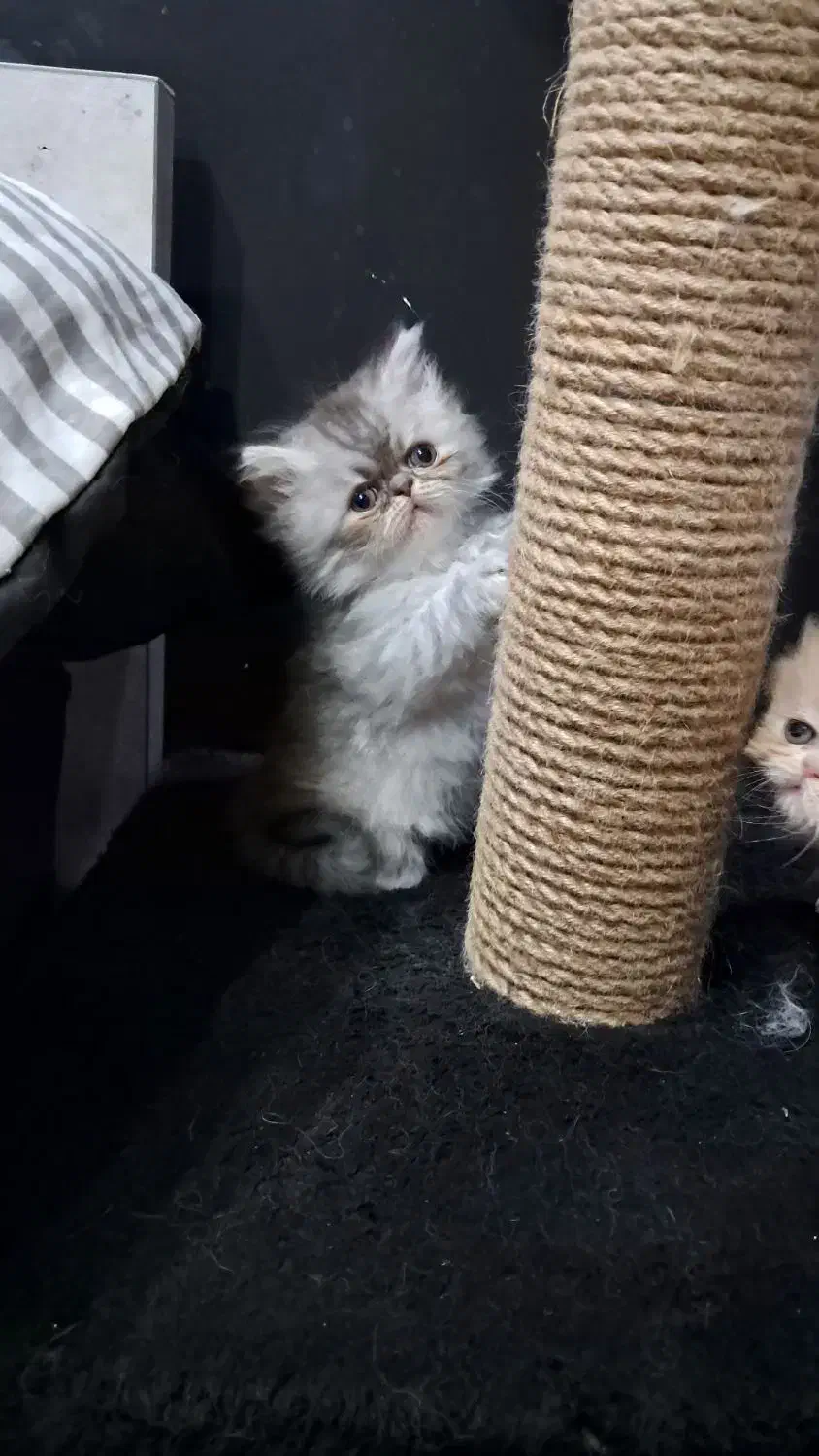 دختر زیبا|گربه|رشت, کوی حسینی|دیوار