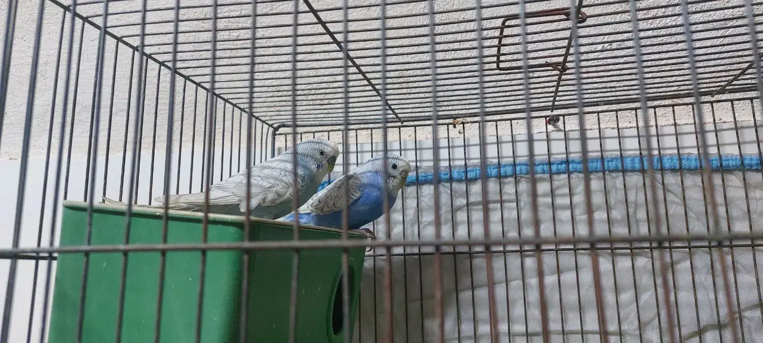 یه جفت مرغ عشق انگلسی یه جفت عروس هلندی لوتینو|پرنده|یزد, |دیوار