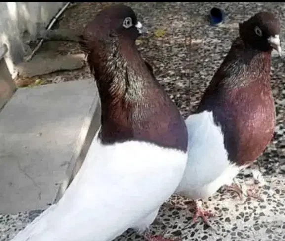 کبوتر کله ای گوره سرخ|پرنده|بروجرد, |دیوار