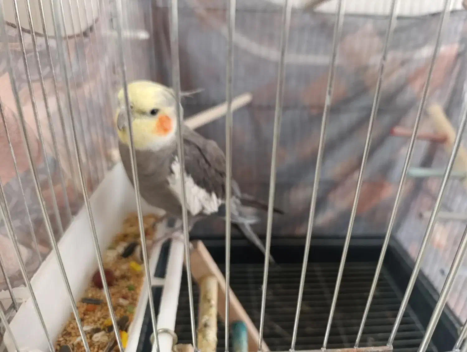 عروس هلندی نر|پرنده|فلاورجان, |دیوار