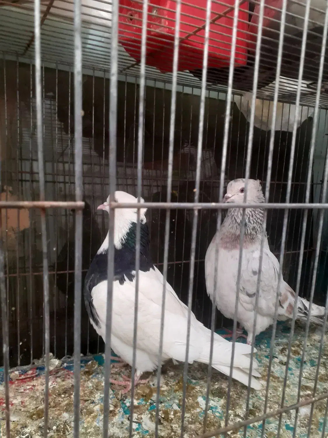 کبوتر|پرنده|قم, دورشهر|دیوار