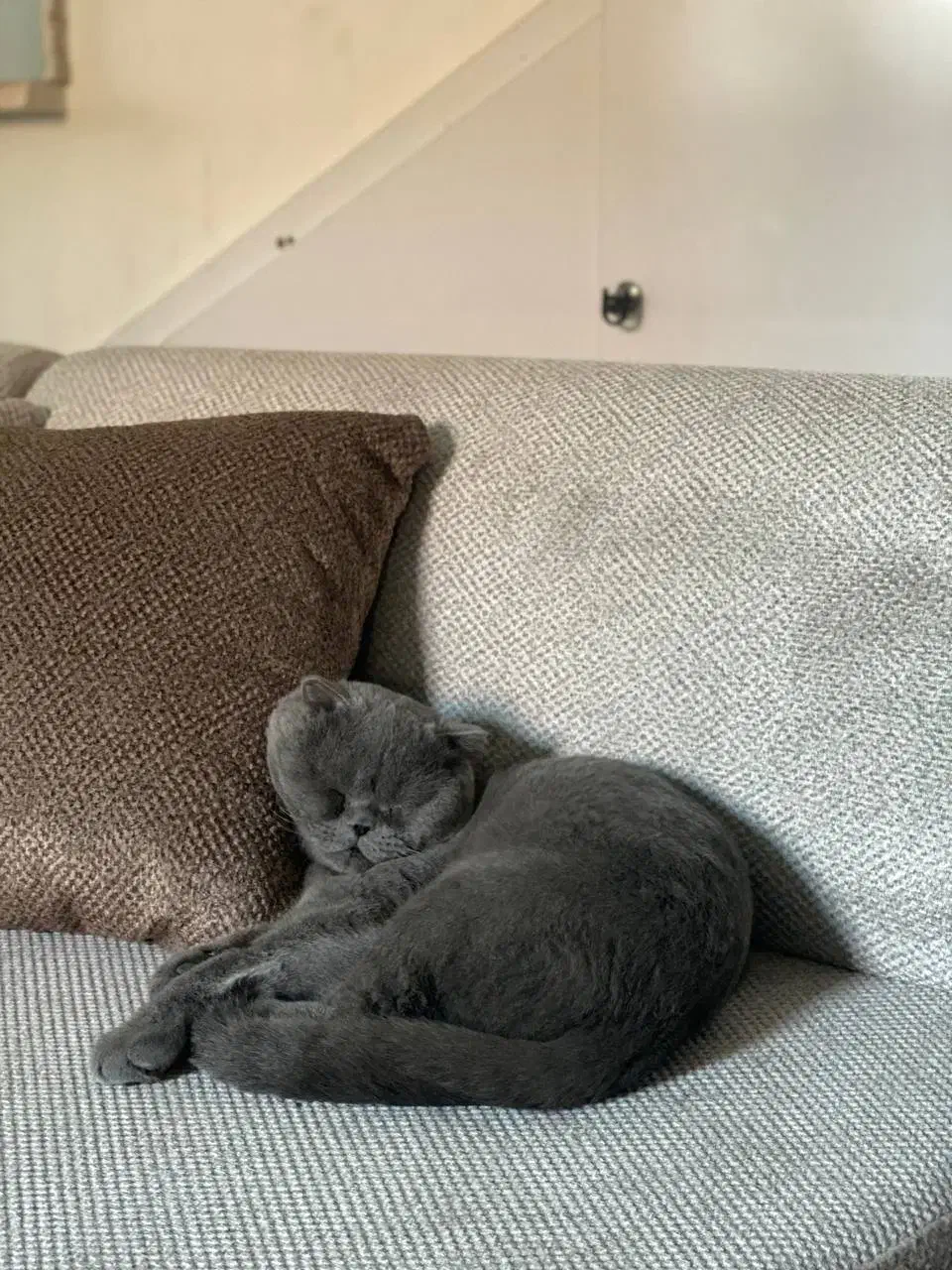 اسکاتیش نر جهت جفت‌گیری|گربه|گنبد کاووس, |دیوار