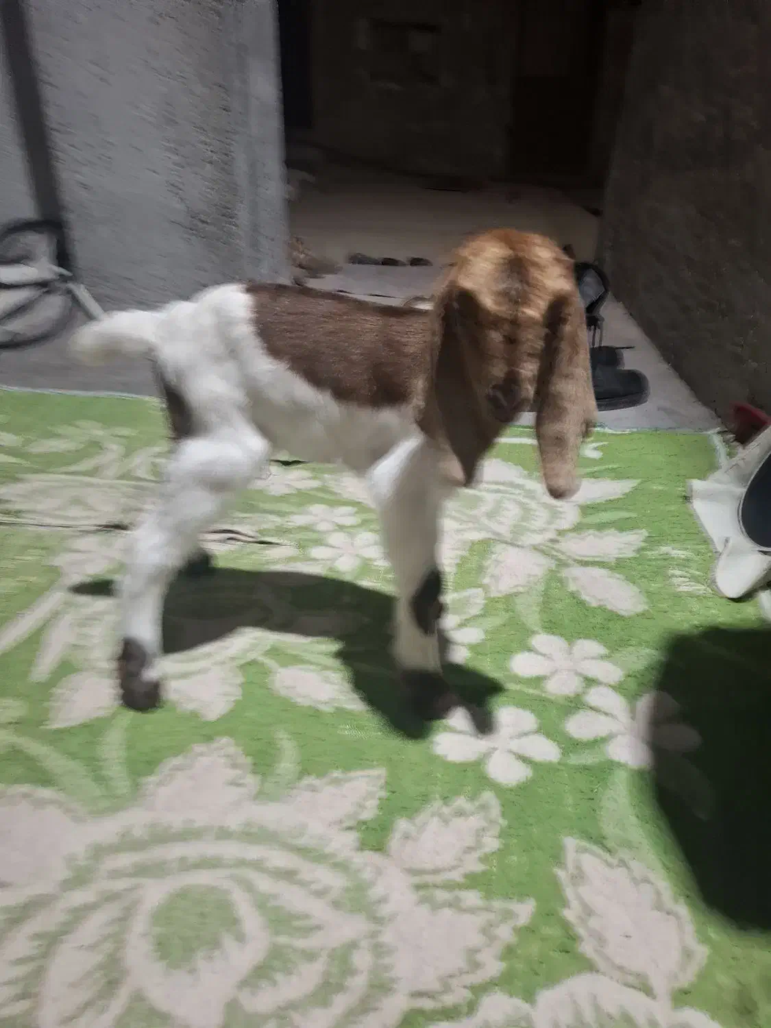 کهره شیری|حیوانات مزرعه|دلوار, |دیوار