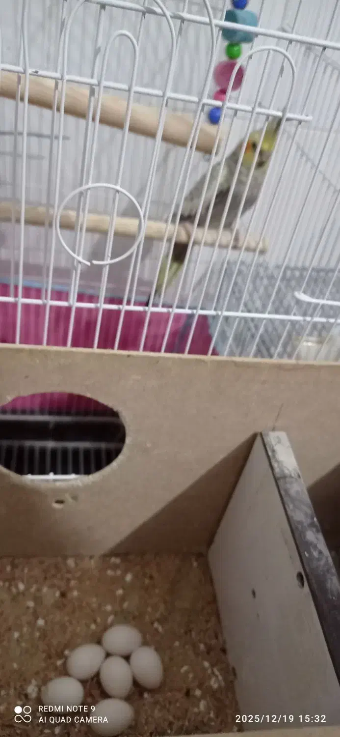 یک جفت عروس هلندی باتخم|پرنده|مهریز, |دیوار