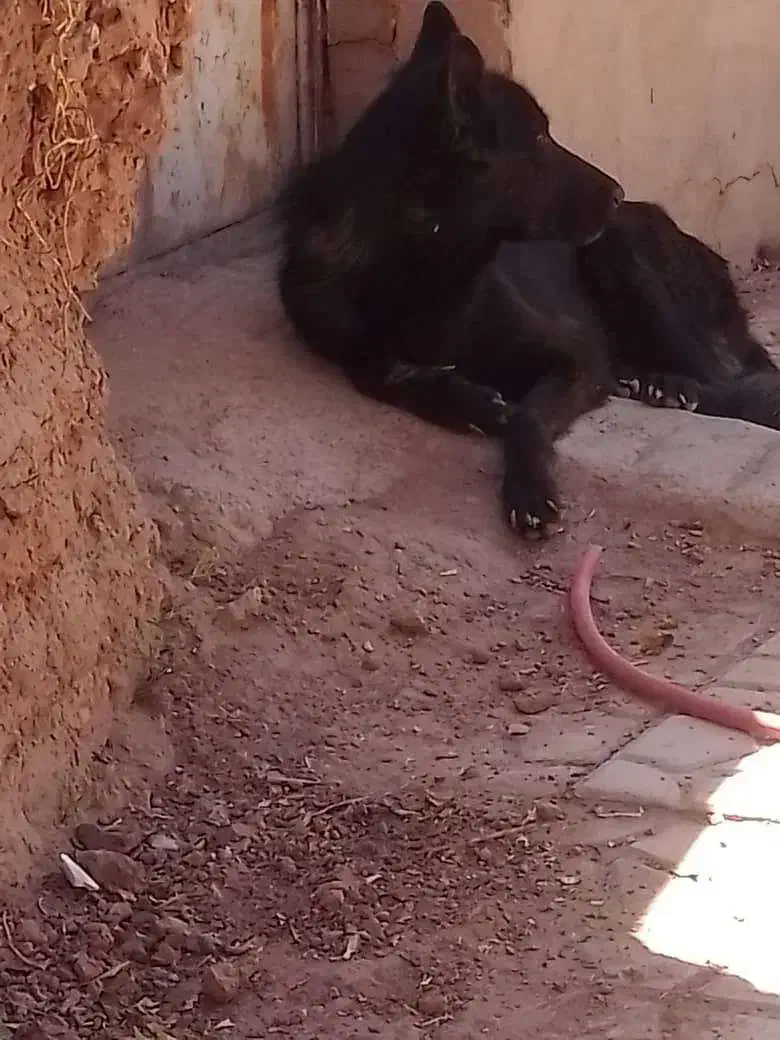 سگ ژرمن بلک|سگ|کرمان, |دیوار