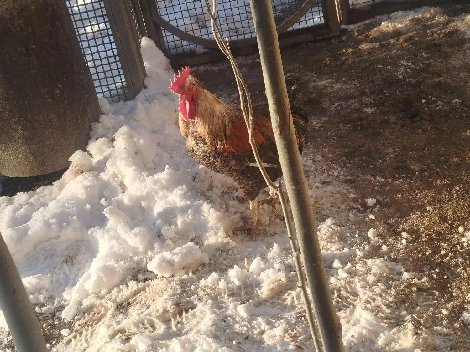 خروس|حیوانات مزرعه|اراک, |دیوار