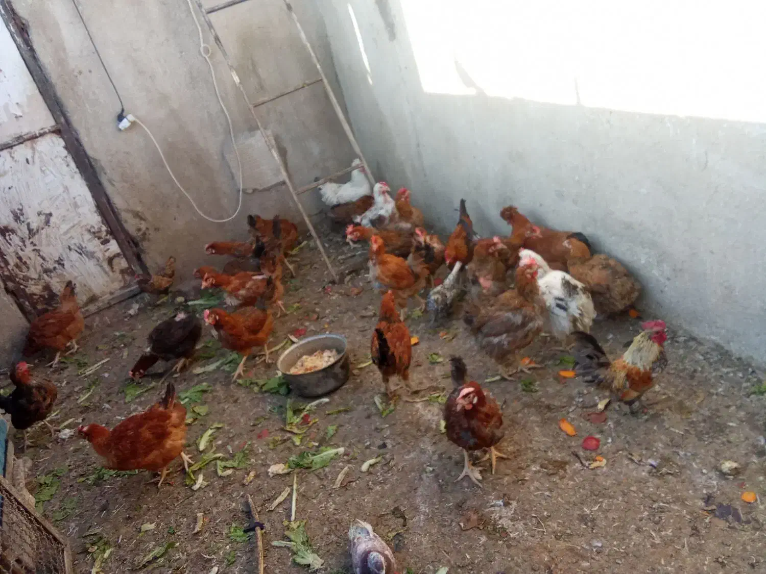 مرغ تخمگذار|حیوانات مزرعه|قدس, شهرقدس|دیوار