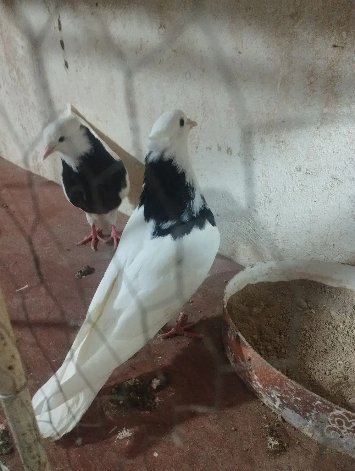 معاوضه باکفتر چینی یافنج کینگ|پرنده|بندر ماهشهر, |دیوار