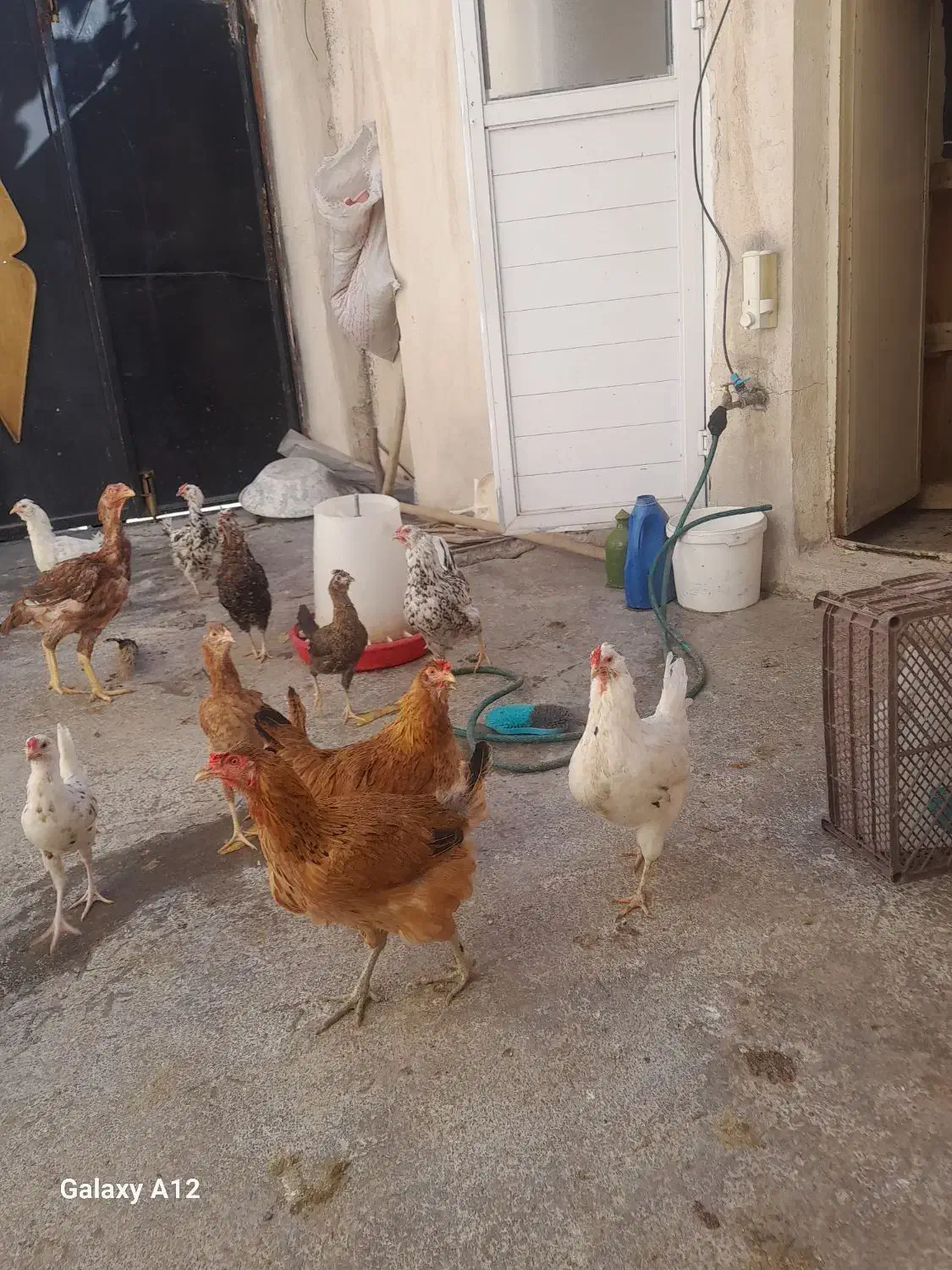 گلین۵۰عدد مرع و جوجه گلین|حیوانات مزرعه|کرمانشاه, |دیوار